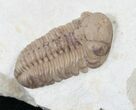 Gorgeous Kainops Trilobite - Oklahoma #15375-2